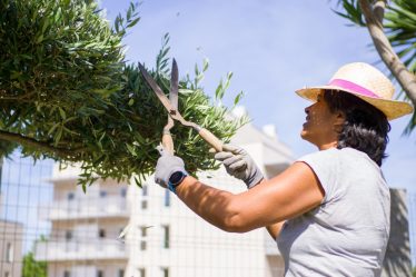 Tout savoir sur la floraison des oliviers et ses bienfaits