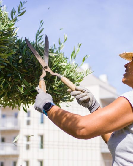 Tout savoir sur la floraison des oliviers et ses bienfaits