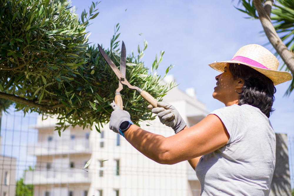 Tout savoir sur la floraison des oliviers et ses bienfaits