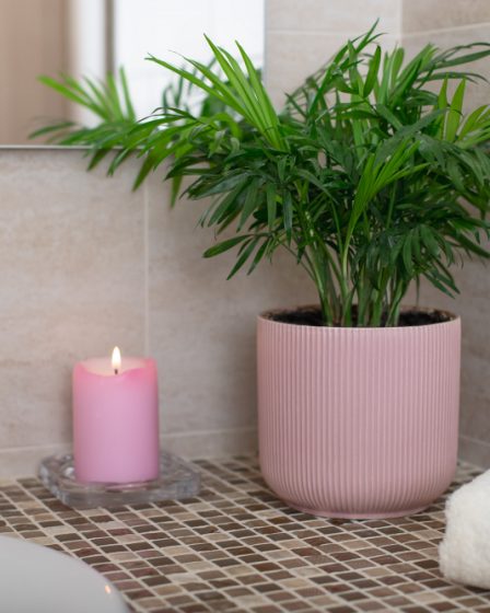 plante à choisir pour une salle de bain lumineuse et humide