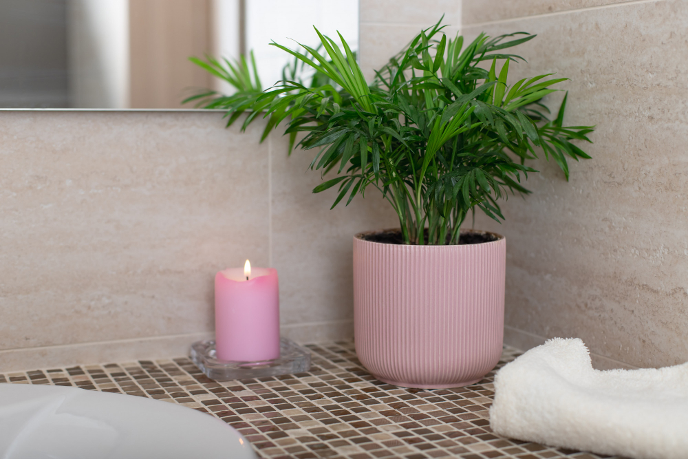 plante à choisir pour une salle de bain lumineuse et humide
