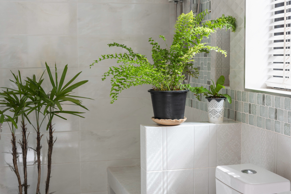 plante à choisir pour une salle de bain lumineuse