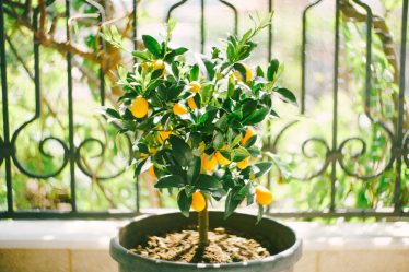 Entretenir un citronnier en pot pour le garder en bonne santé