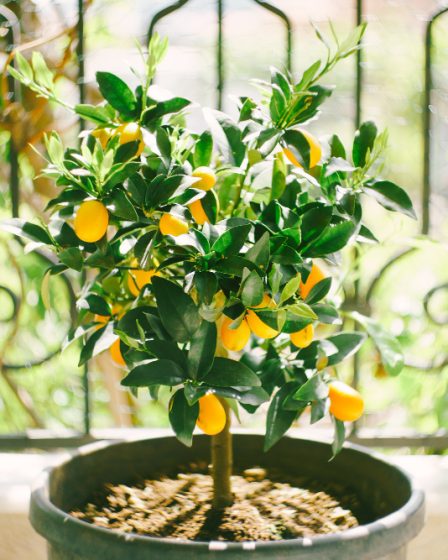 Entretenir un citronnier en pot pour le garder en bonne santé